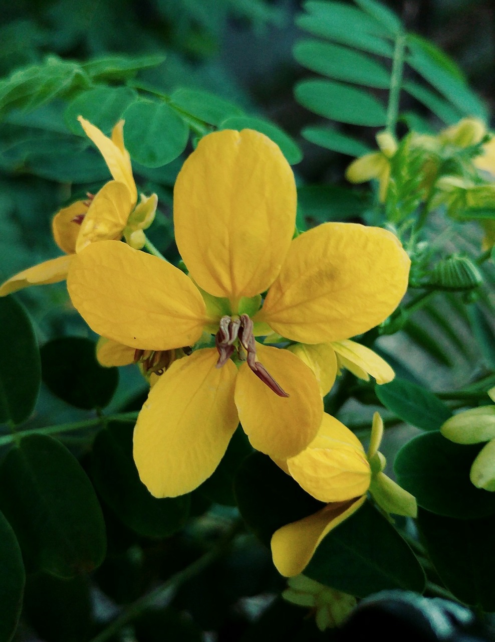 flowers yellow plants free photo