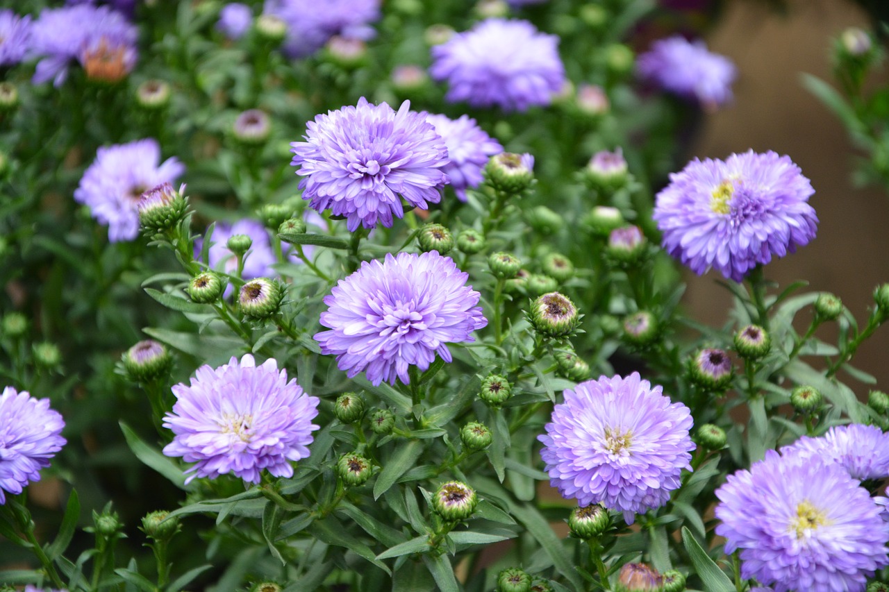 flowers aster blue plants free photo