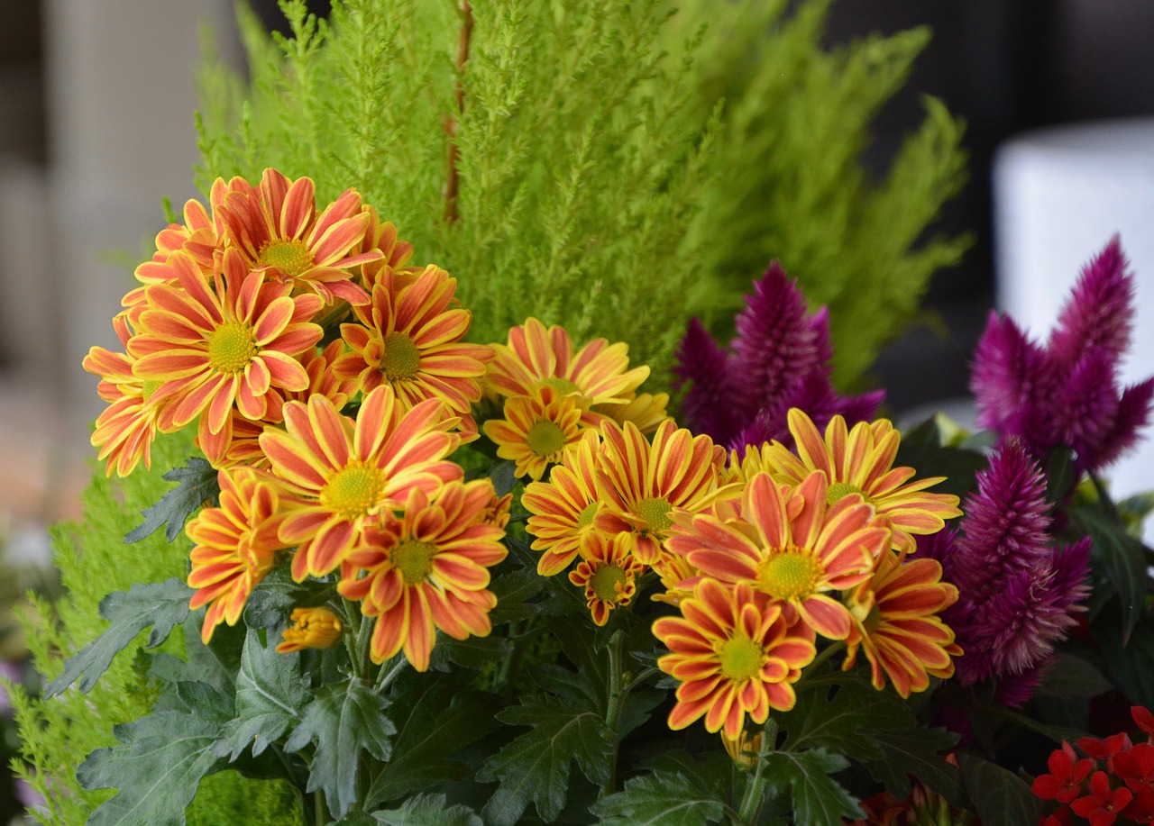 flowers daisies orange free photo