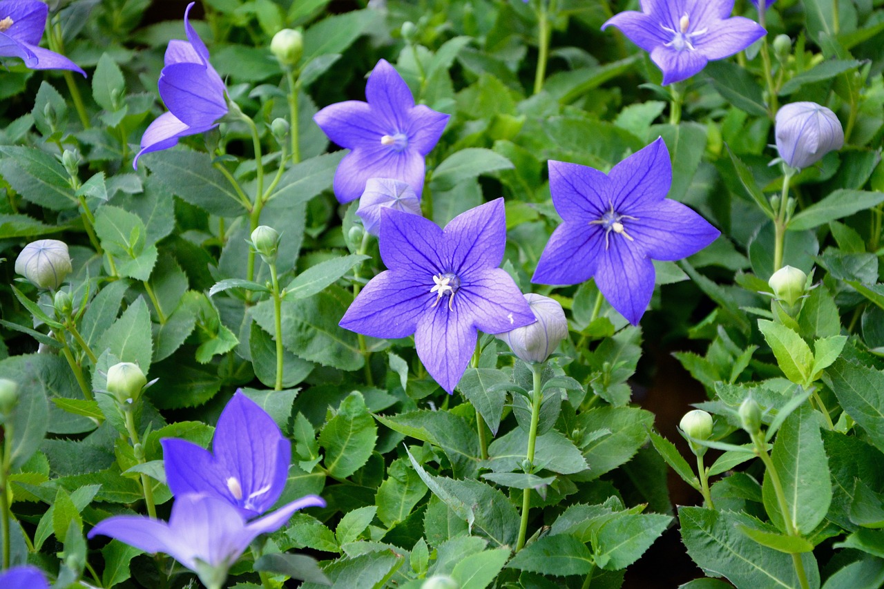 flowers flowered green leaves free photo