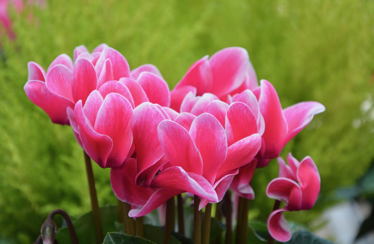 flowers cyclamen pink free photo