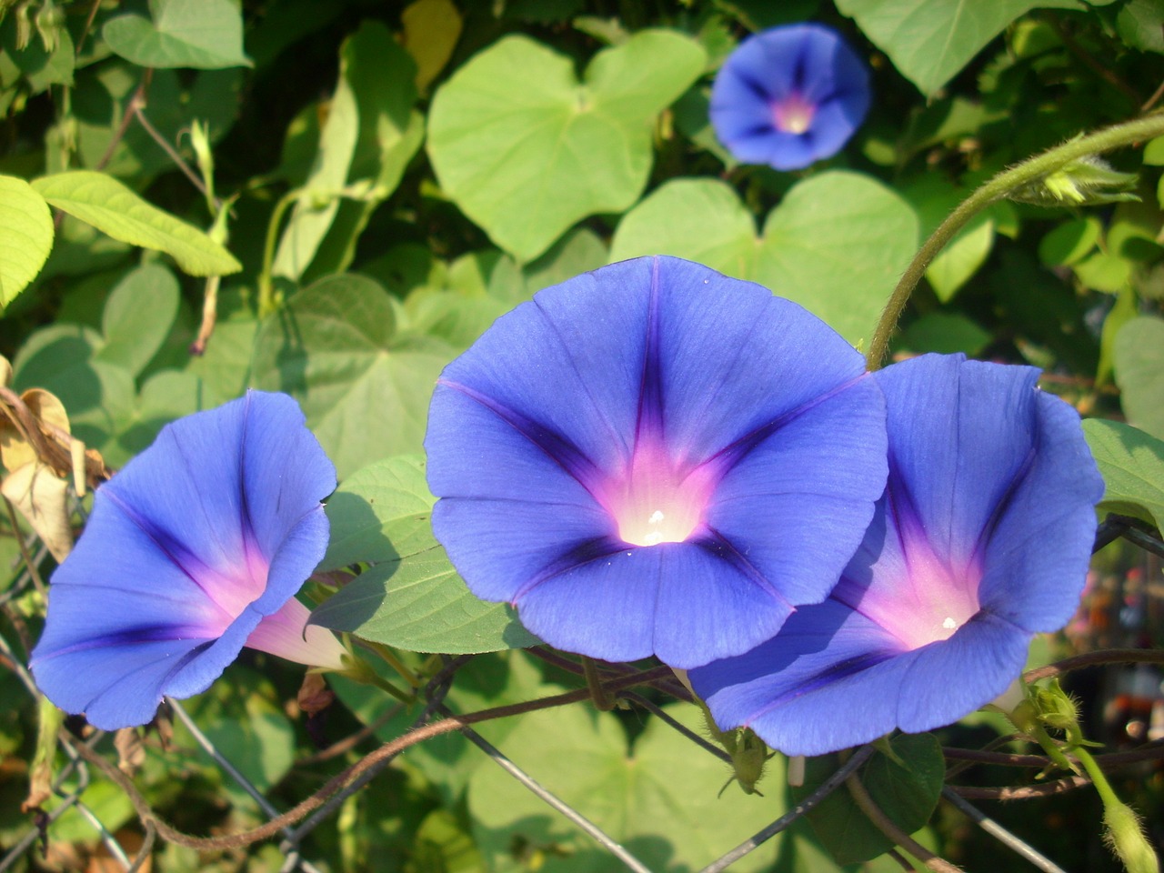 flowers garden closeup free photo