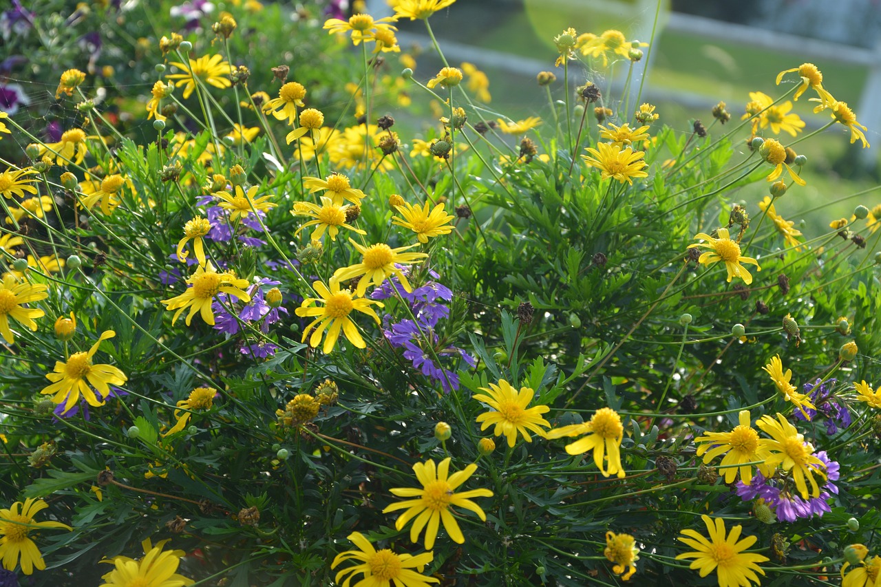 flowers massif parterre free photo