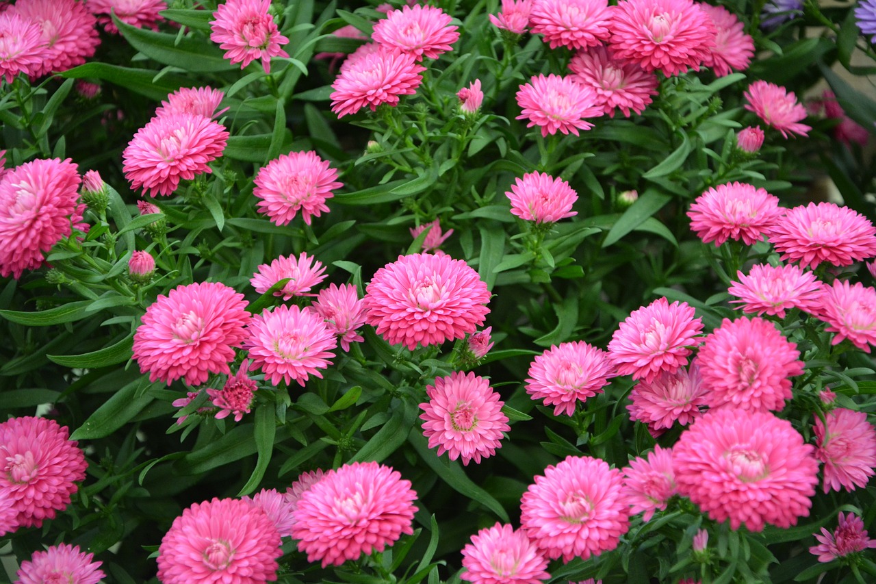 flowers pink color pink free photo
