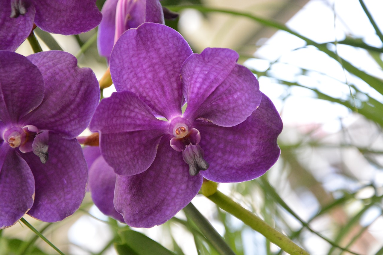 flowers orchid plant free photo