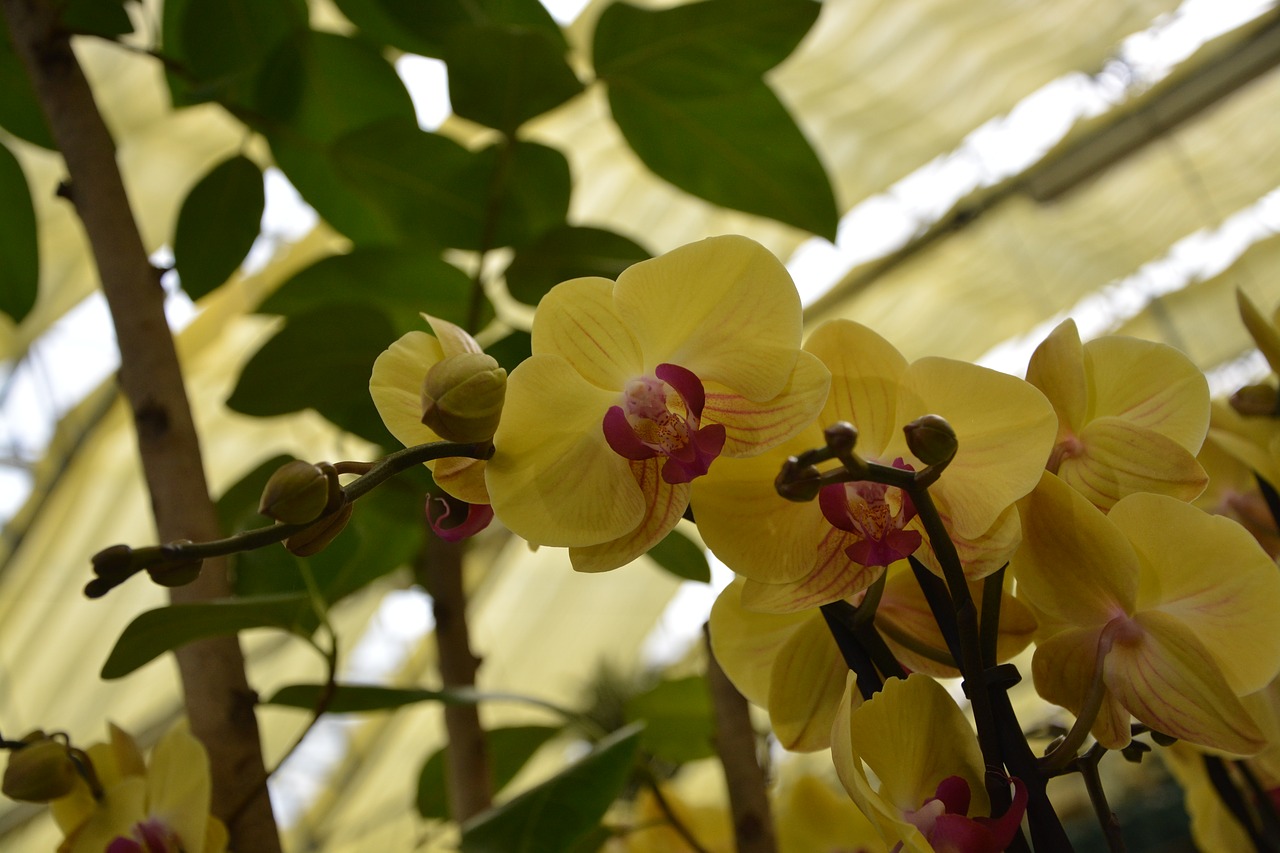 flowers orchid yellow flower free photo