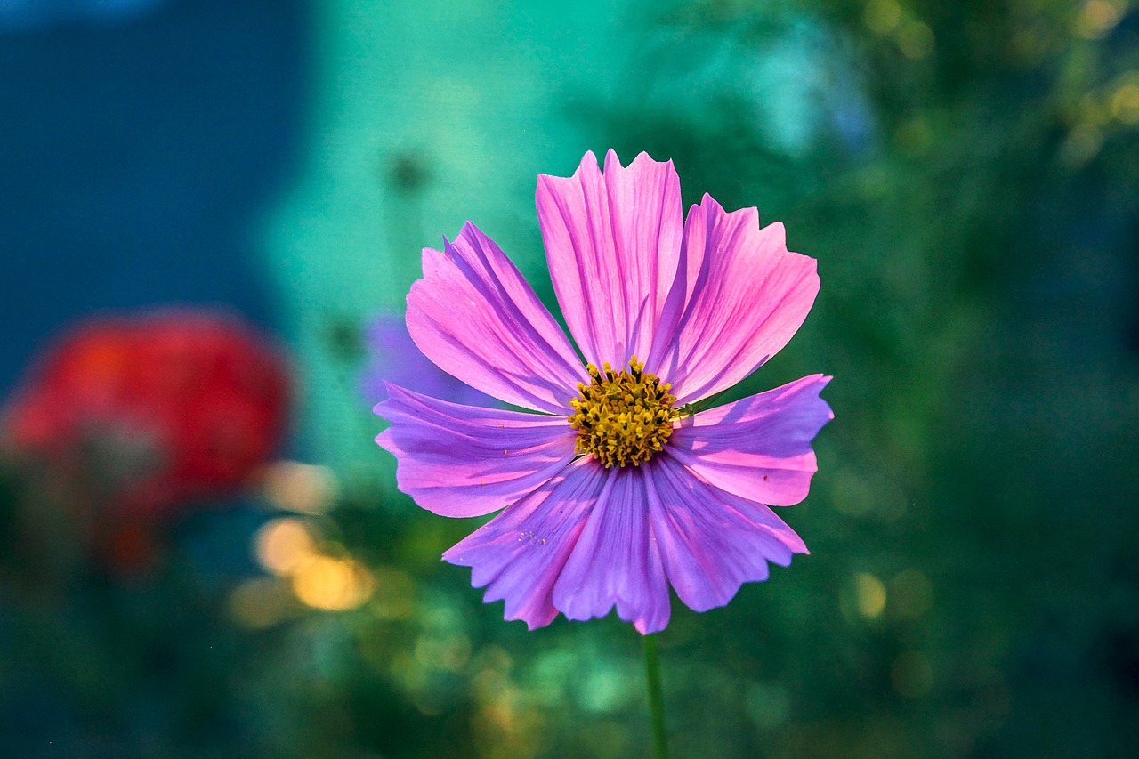 flowers at dusk natural free photo