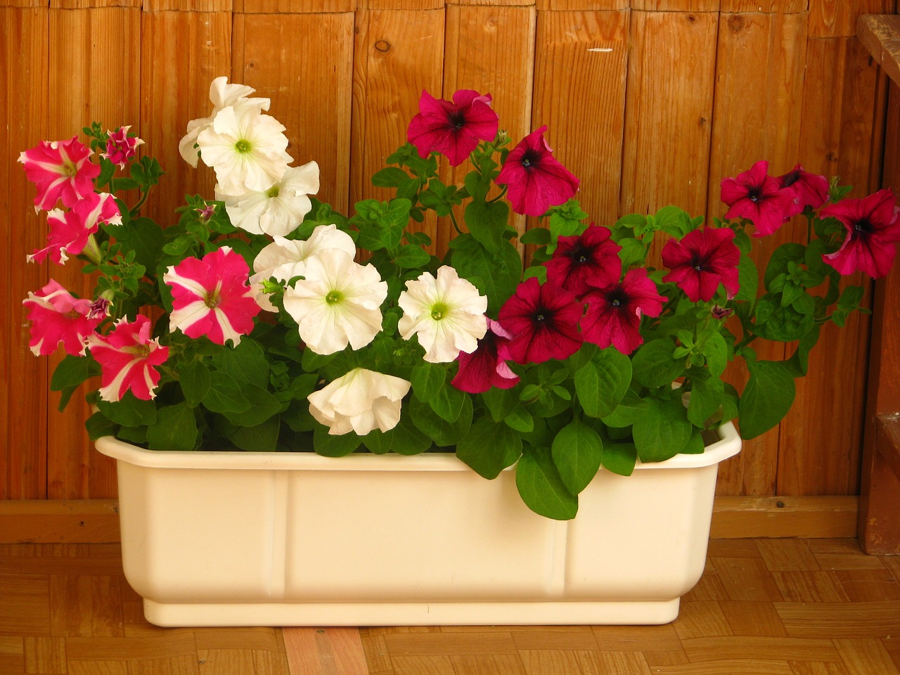 flowers pot summer free photo