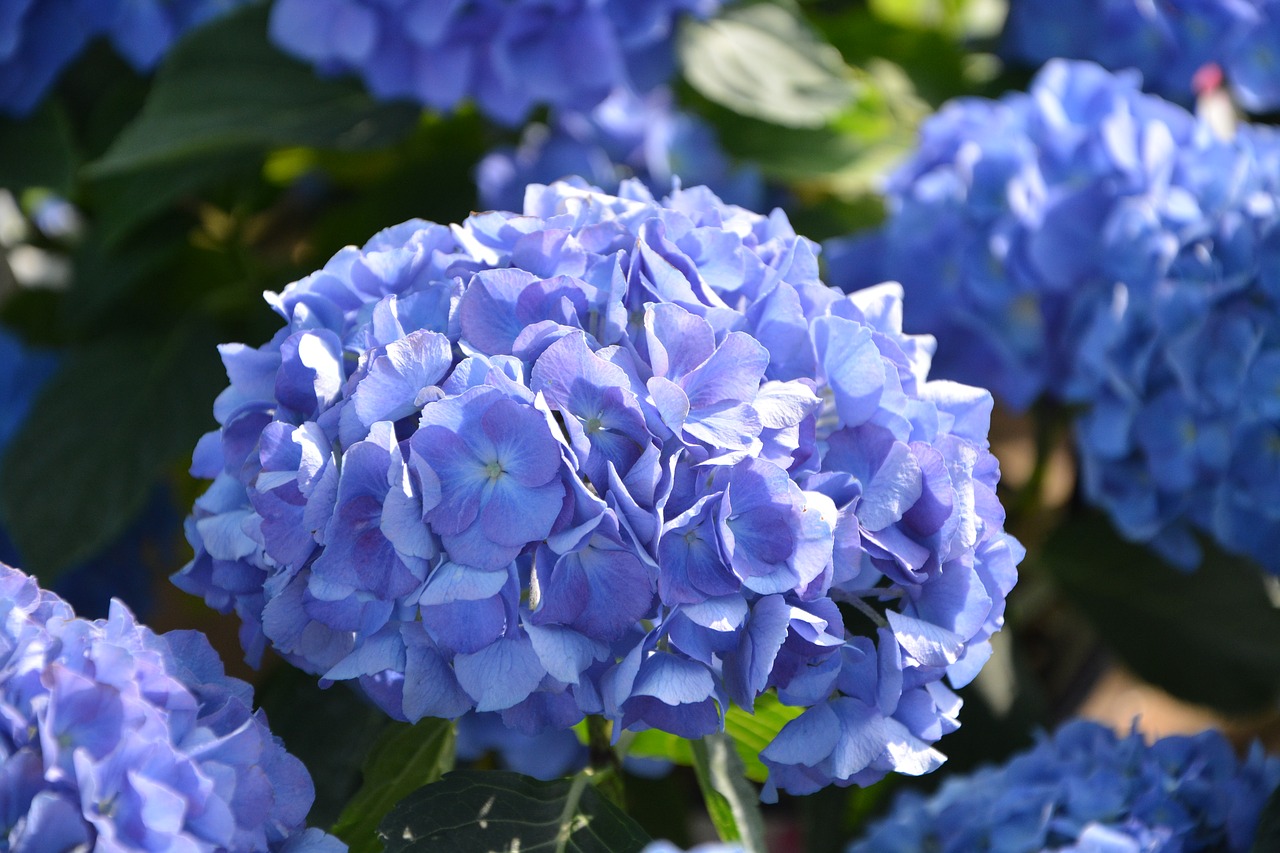 flowers hydrangea blue flowering plant free photo