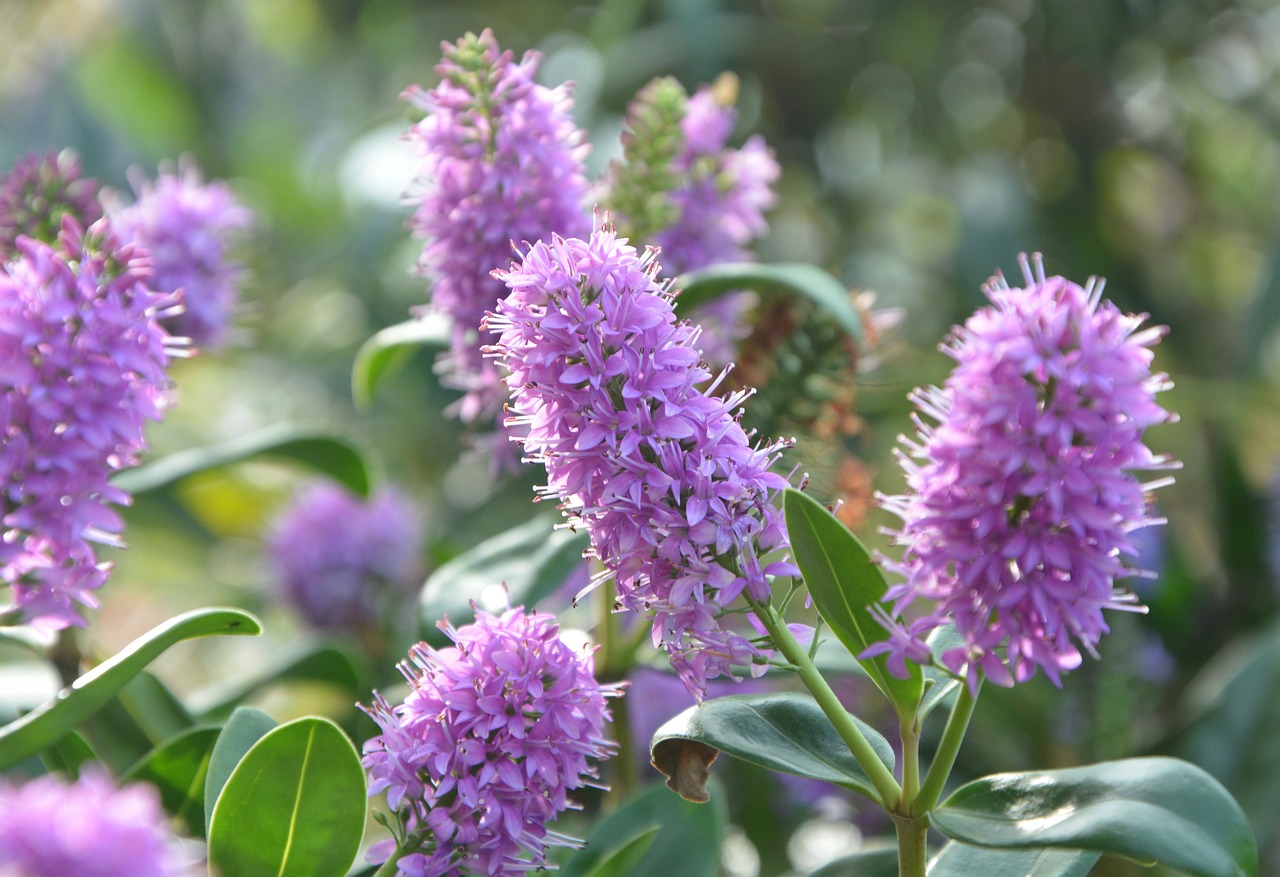 flowers véronique purple garden nature free photo