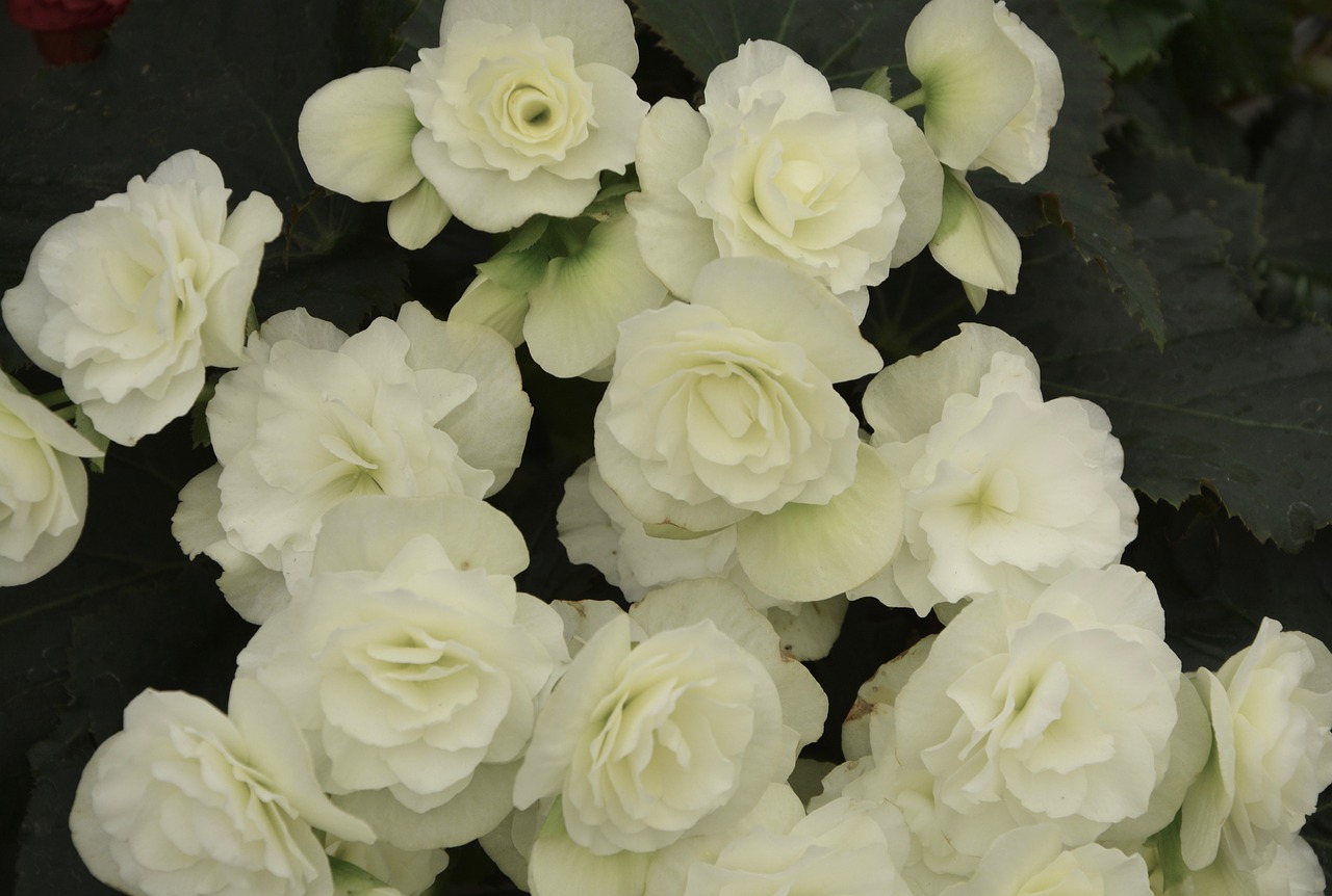 flowers begonia white white flowers free photo