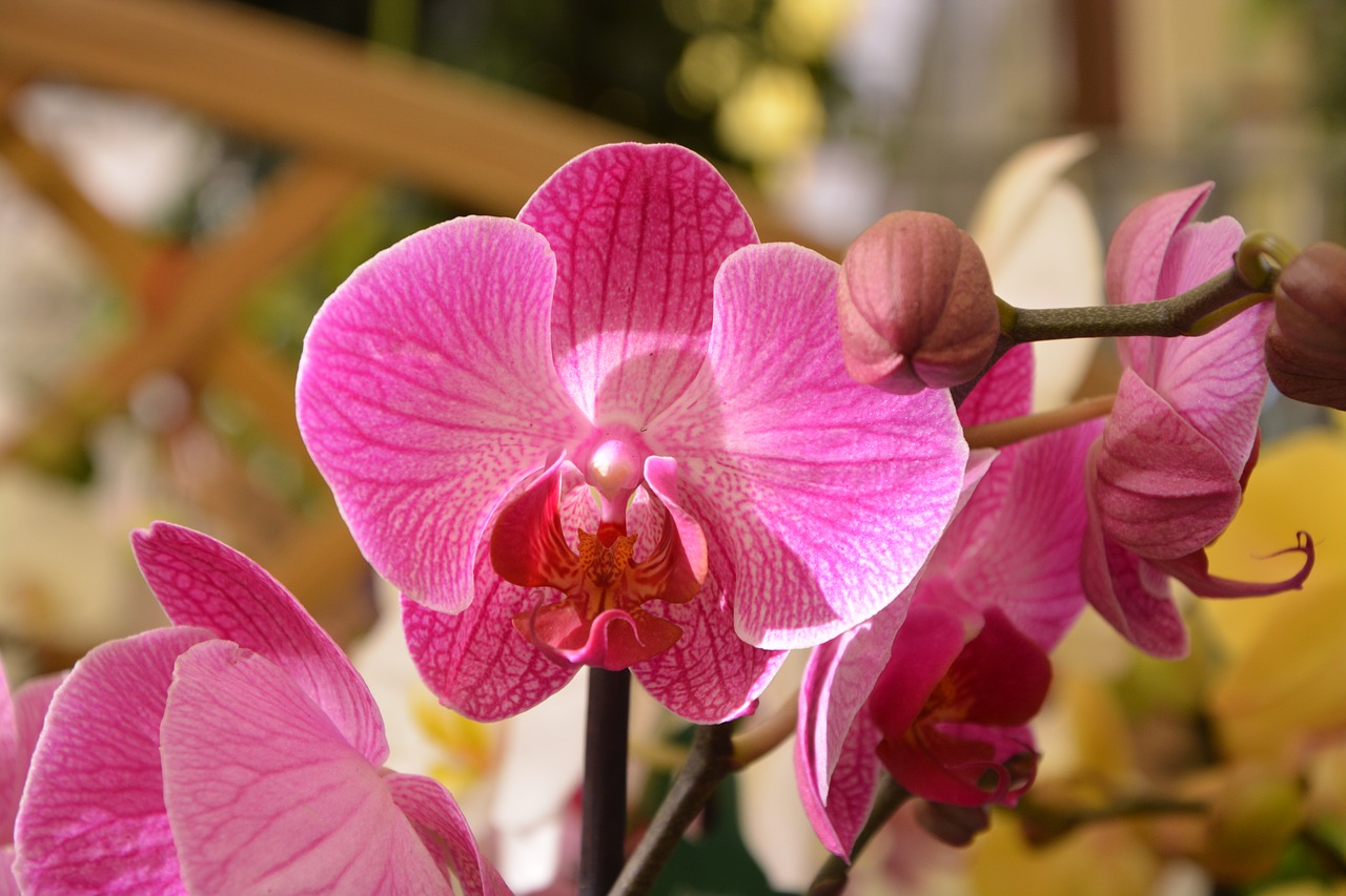 flowers orchid pretty free photo