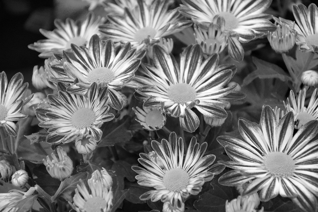 flowers chrysanthemum photo black white free photo
