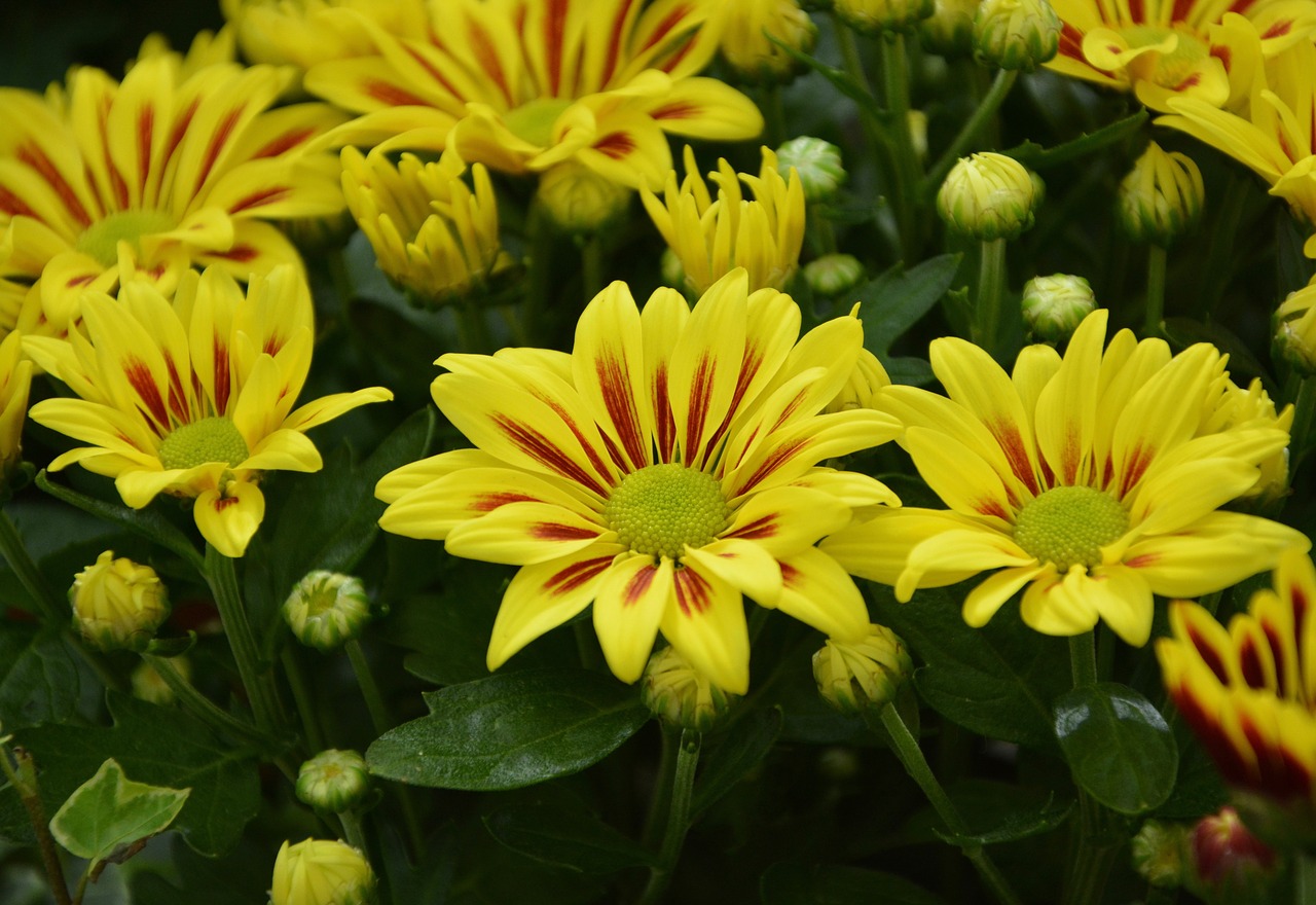 flowers chrysanthemum flowering free photo