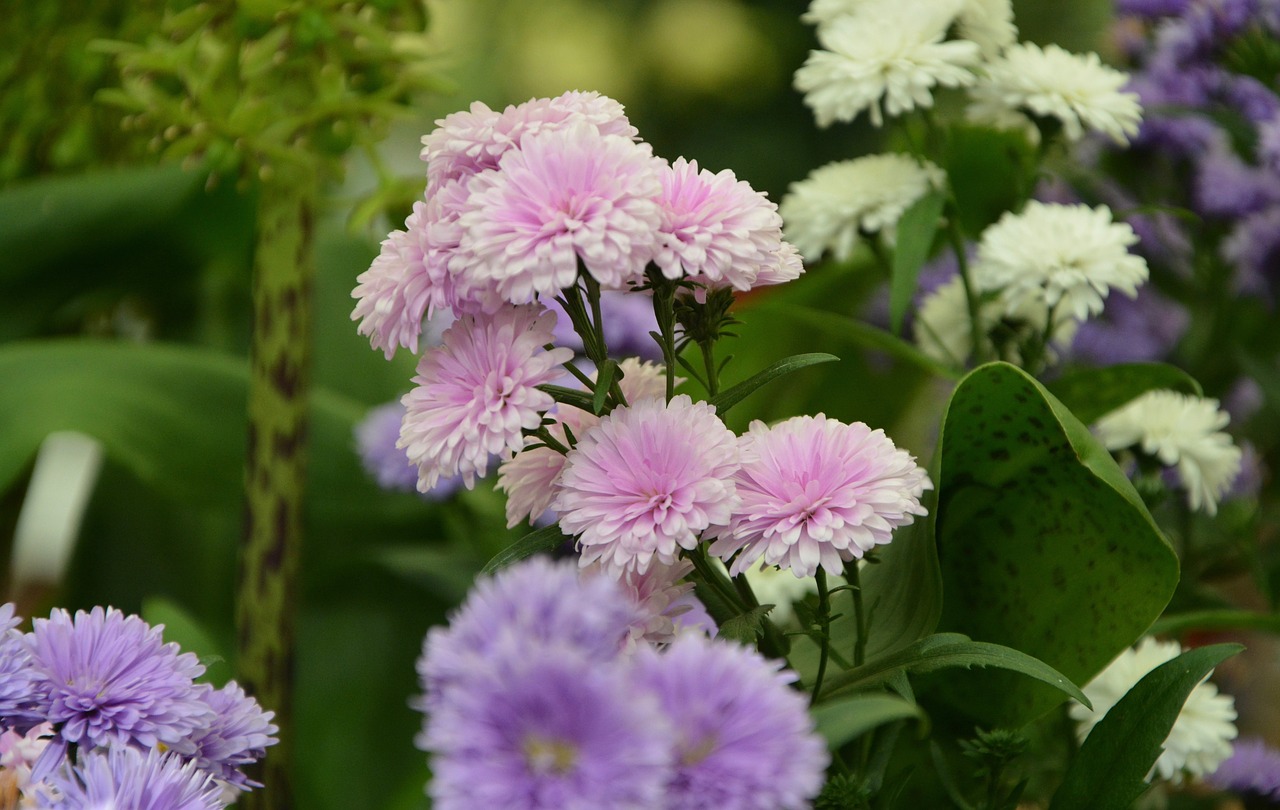 flowers fall pink parma free photo