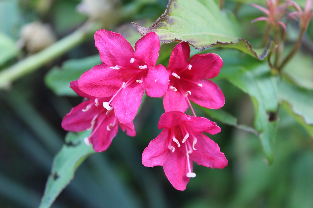 flowers plant summer free photo