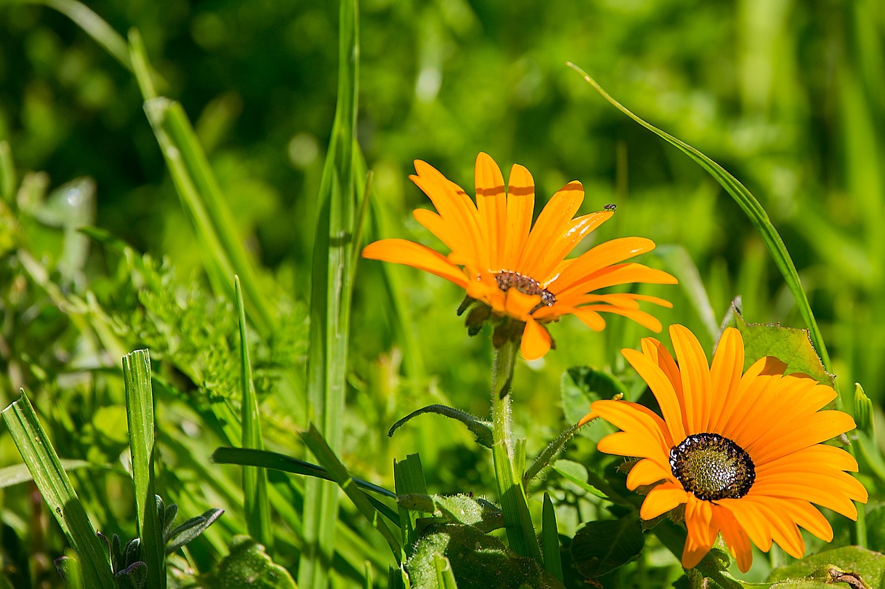 flowers flora nature free photo