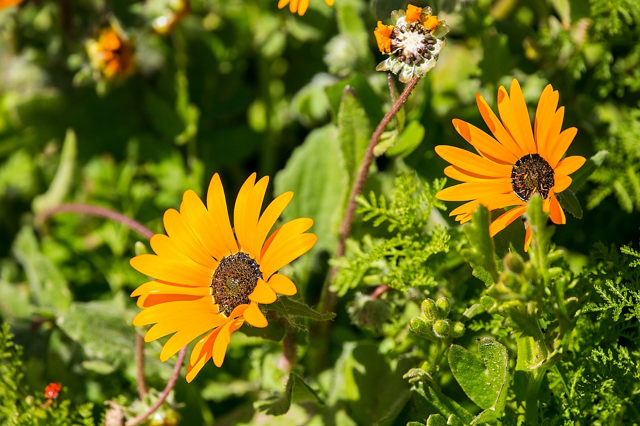 flowers flora daisies free photo