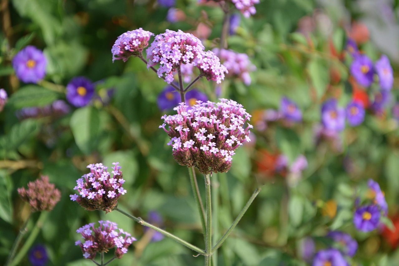 flowers pink rod free photo