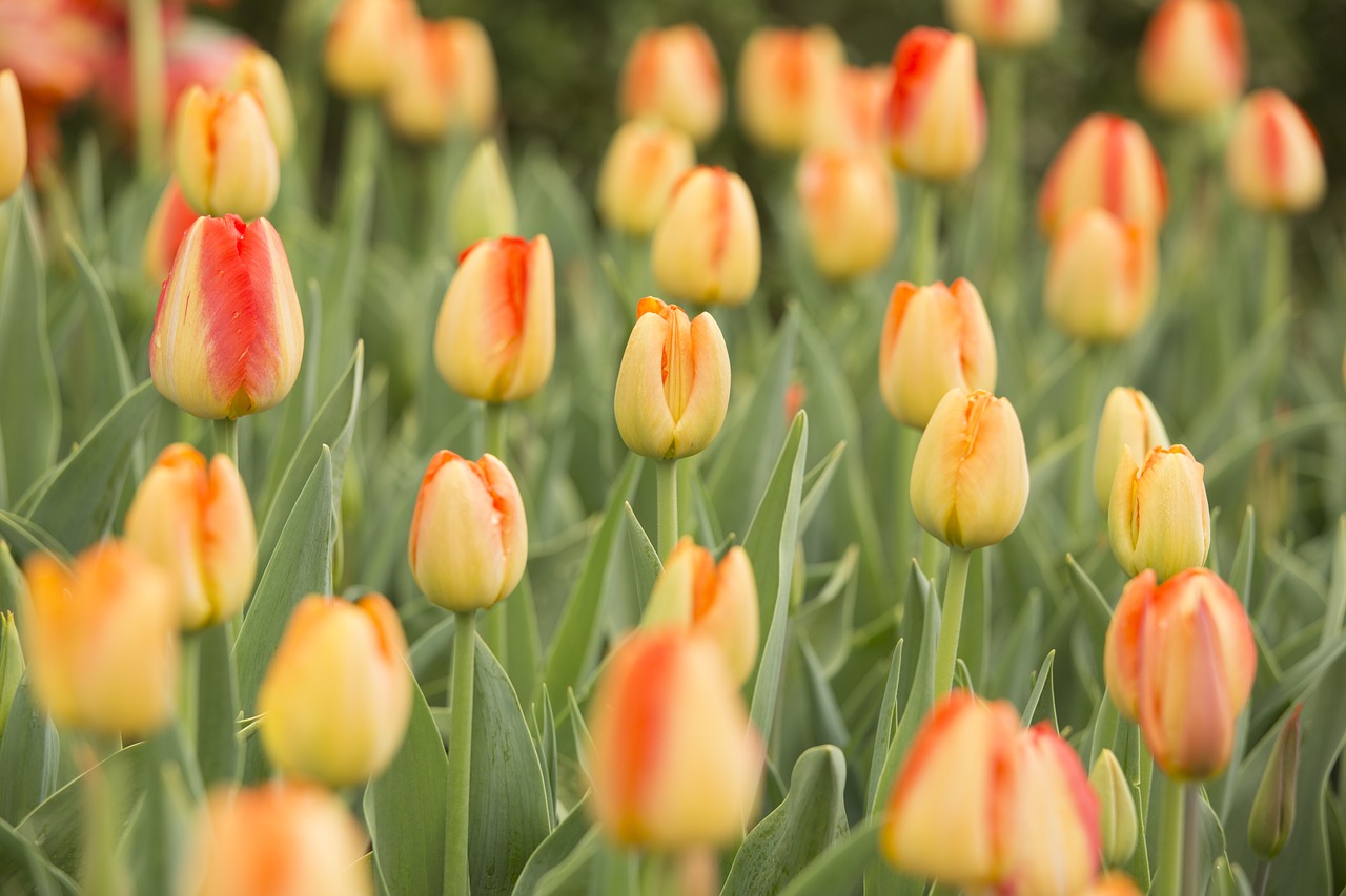 flowers tulips color free photo