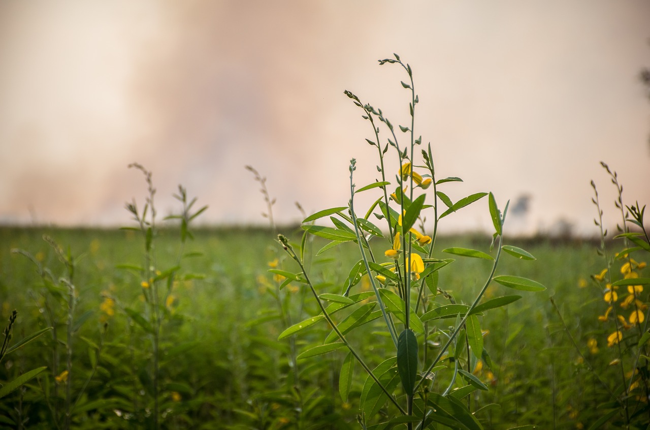 flowers mead the world free photo