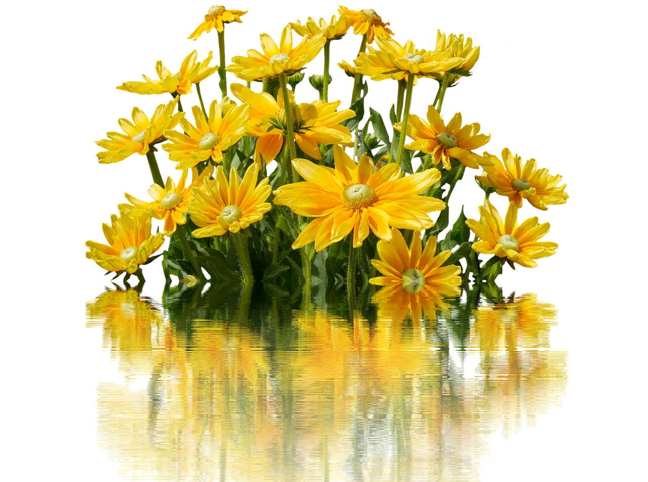 flowers yellow blossom free photo