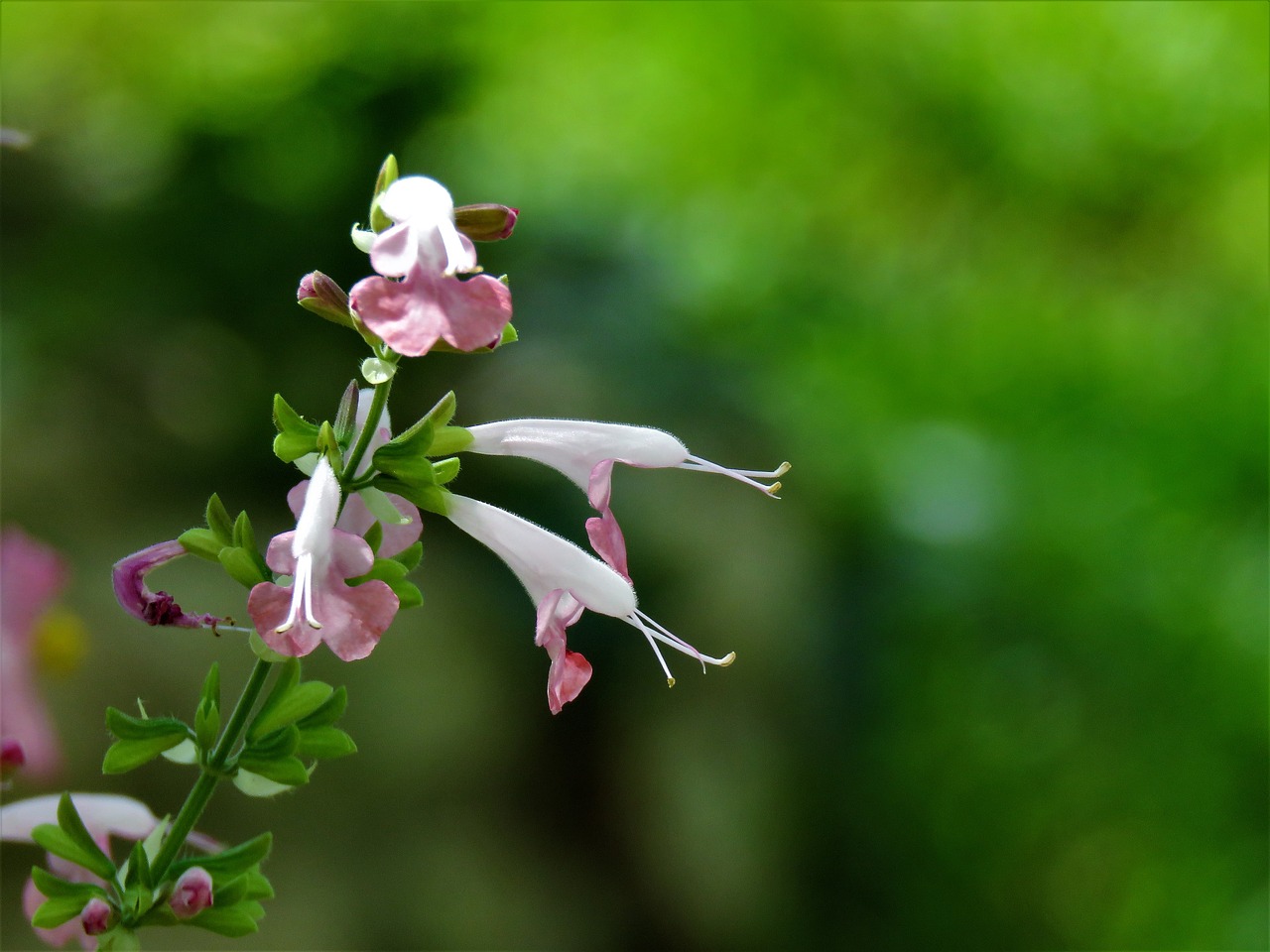 flowers tiny pink and white free photo