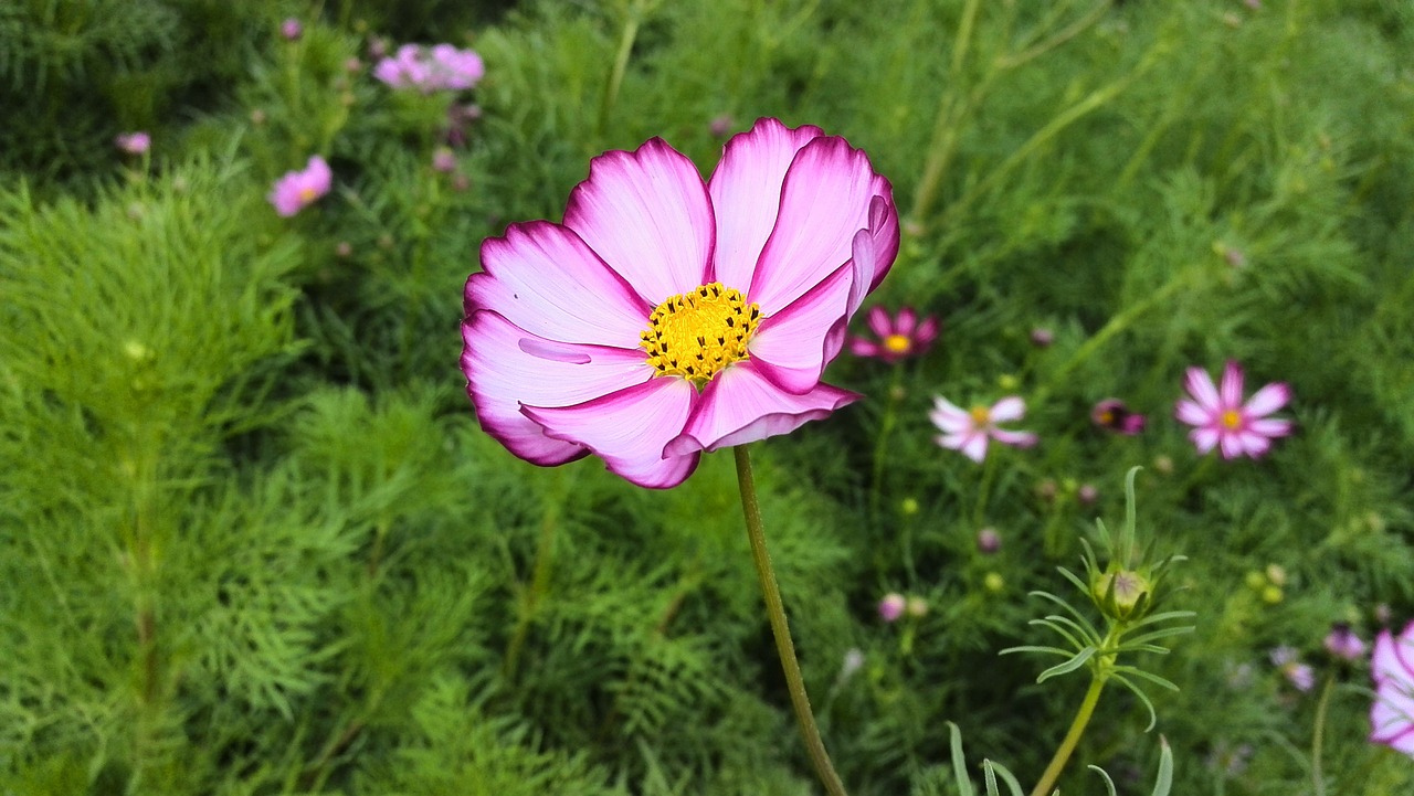 flowers purple green free photo