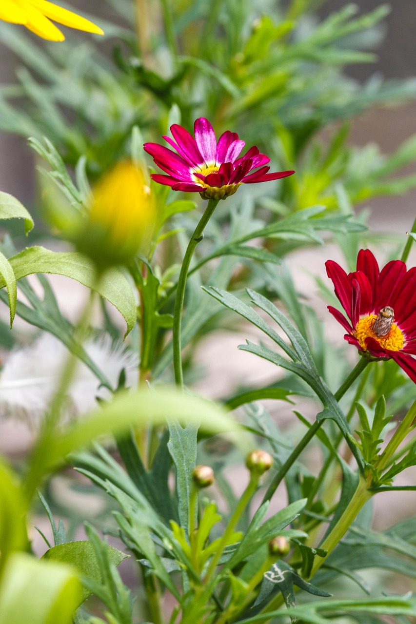 flowers garden flowers macro free photo