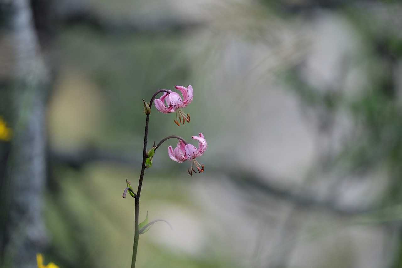 flowers mountain forest free photo