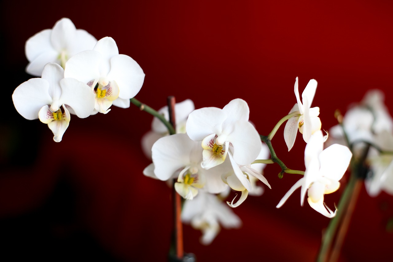 flowers flower orchid free photo