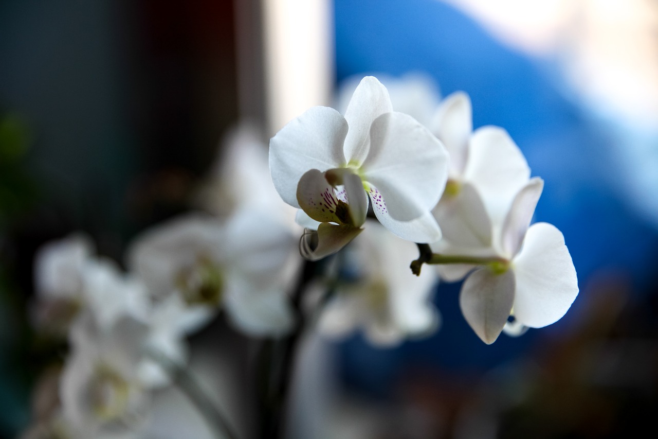 flowers flower orchid free photo