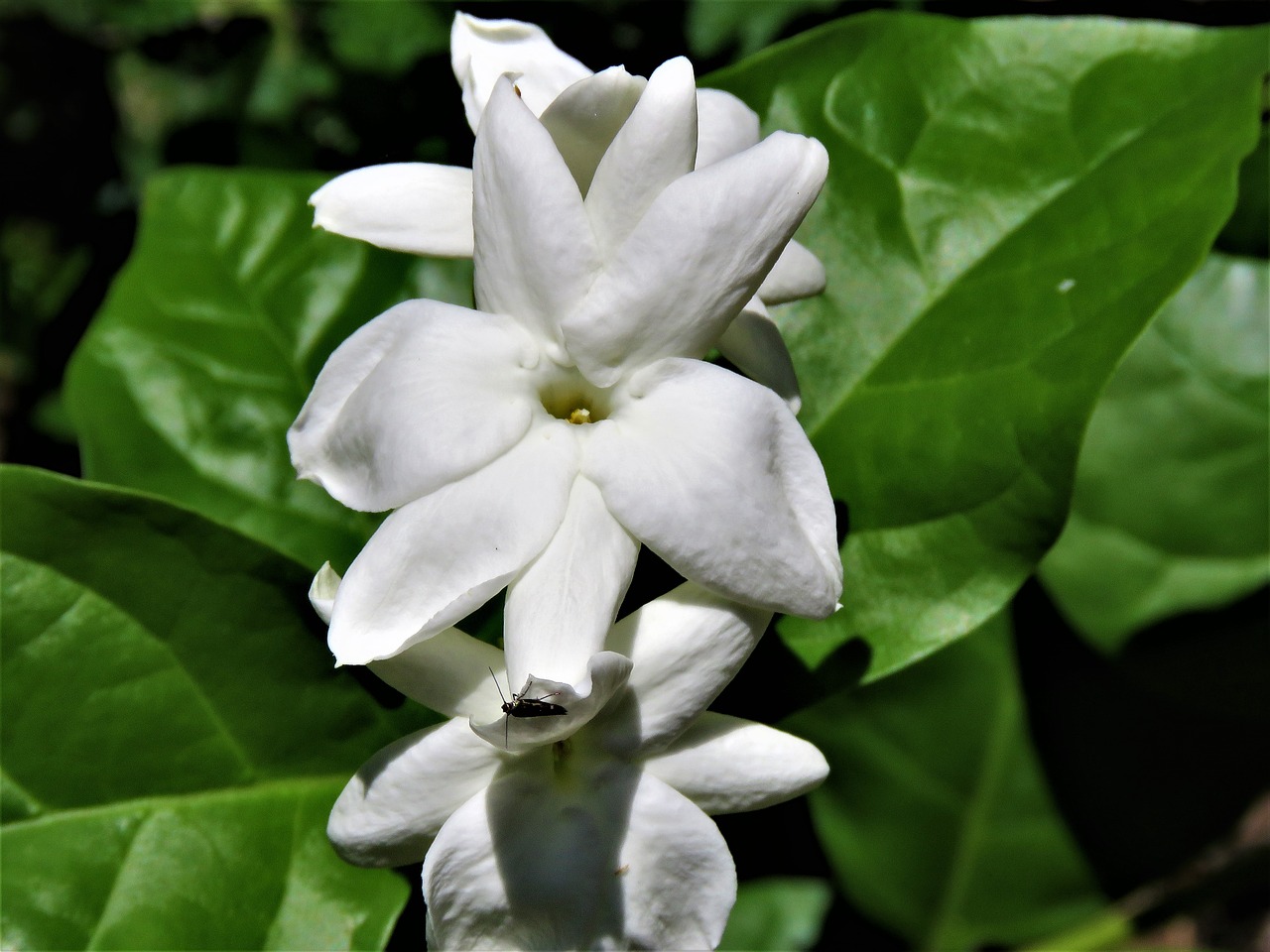 flowers white green vine free photo