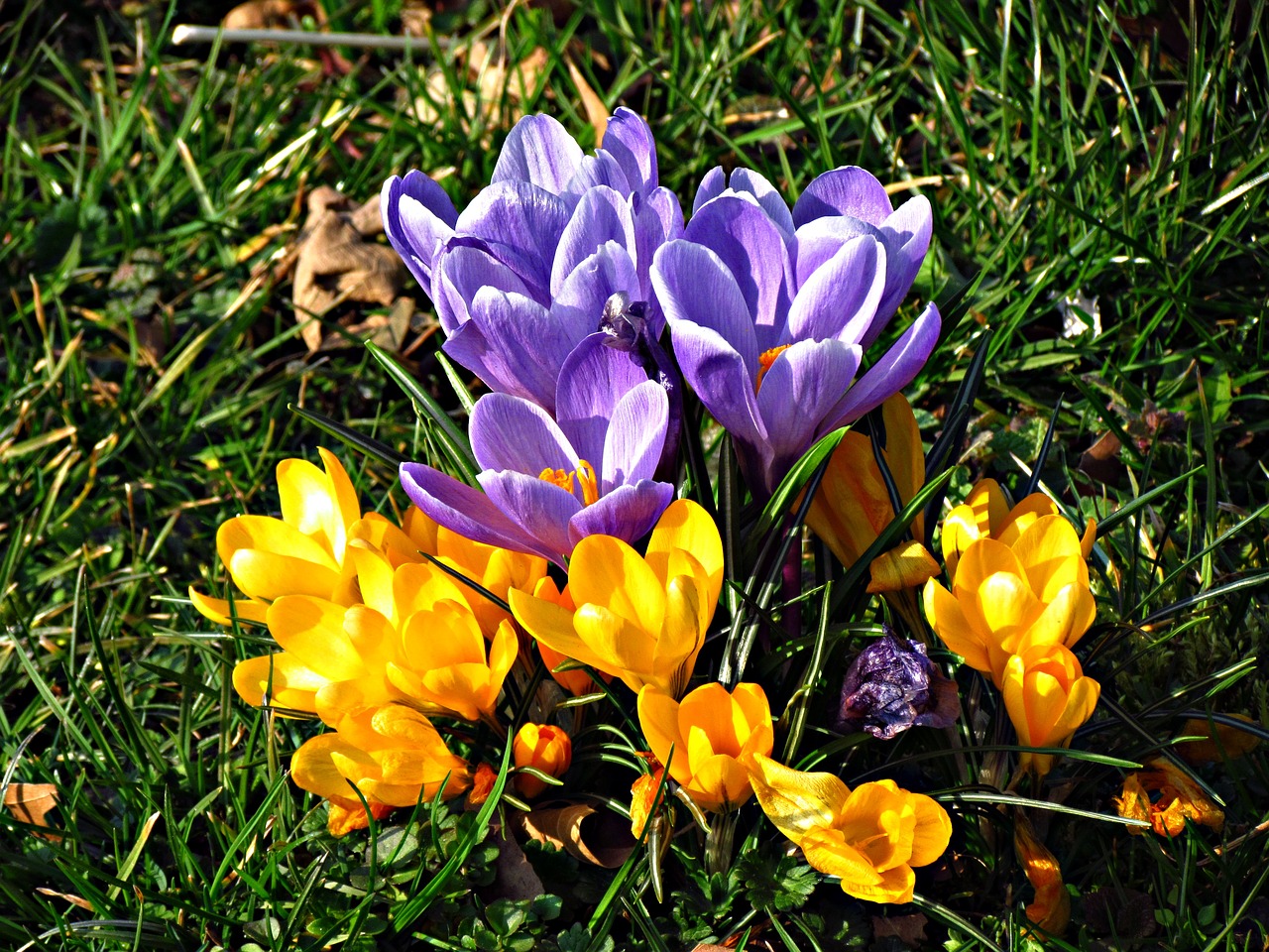 flowers crocus meadow free photo