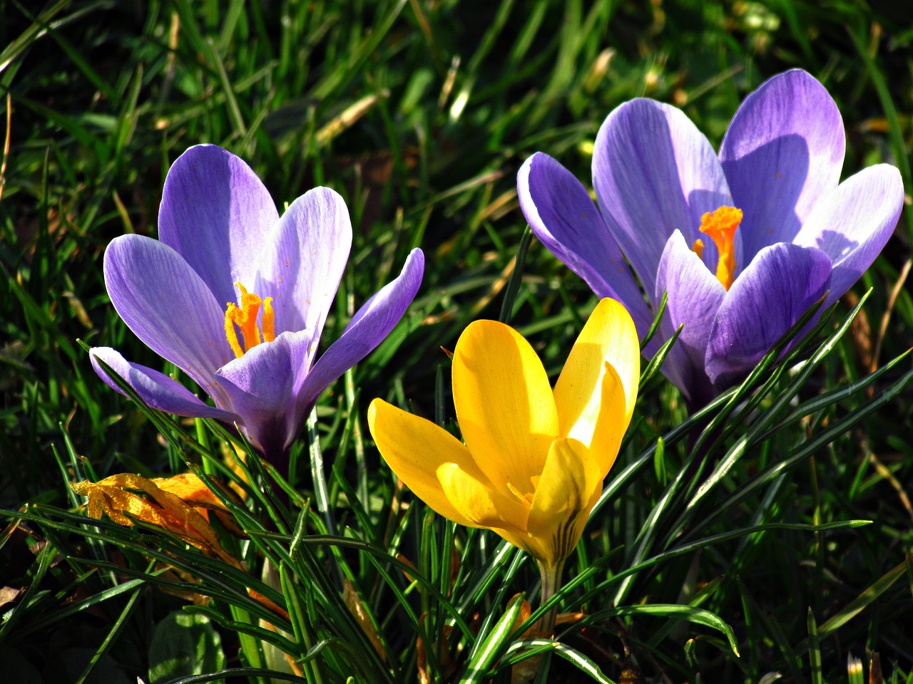 flowers crocus meadow free photo