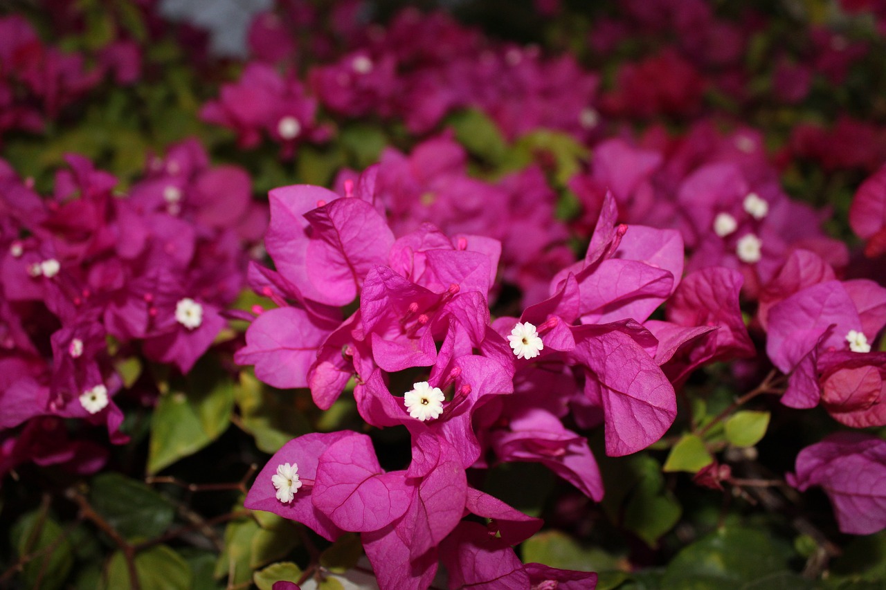 flowers violet close free photo