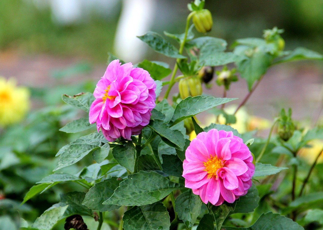 flowers violet september free photo