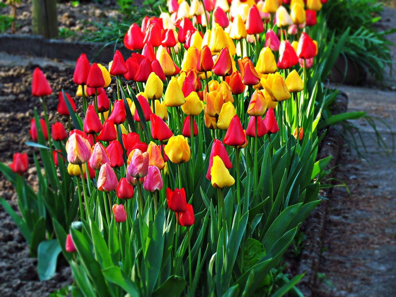 flowers tulips garden free photo