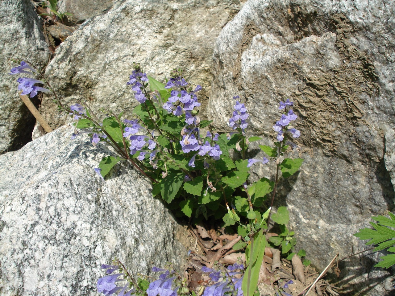 flowers rock spring free photo