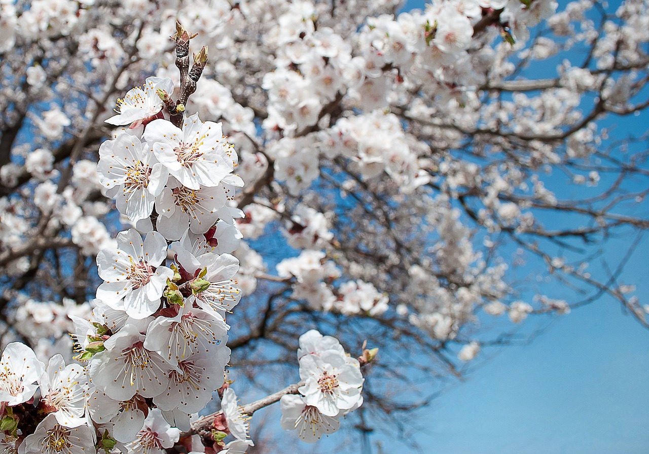 flowers petals flowering tree free photo