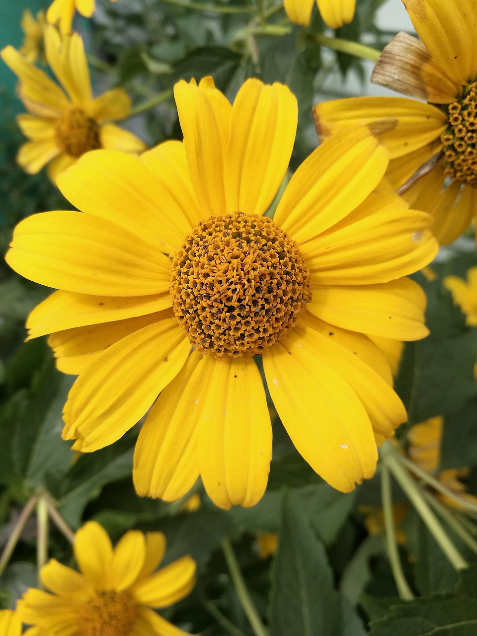 flowers yellow flowers summer free photo