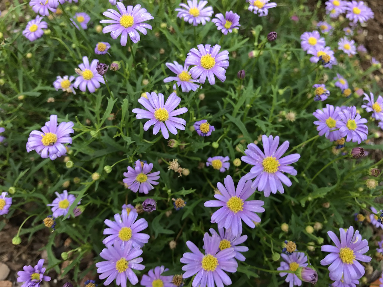 flowers purple purple flowers free photo