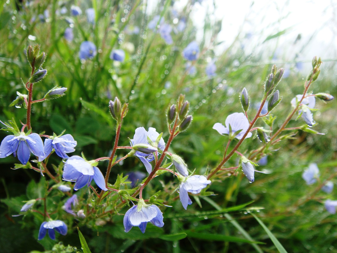 flowers mountain flowers meadow free photo