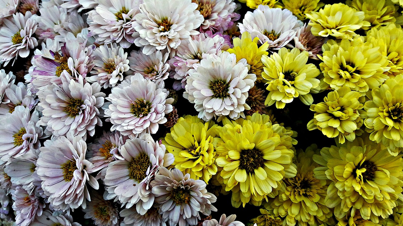 flowers bouquet bunch free photo