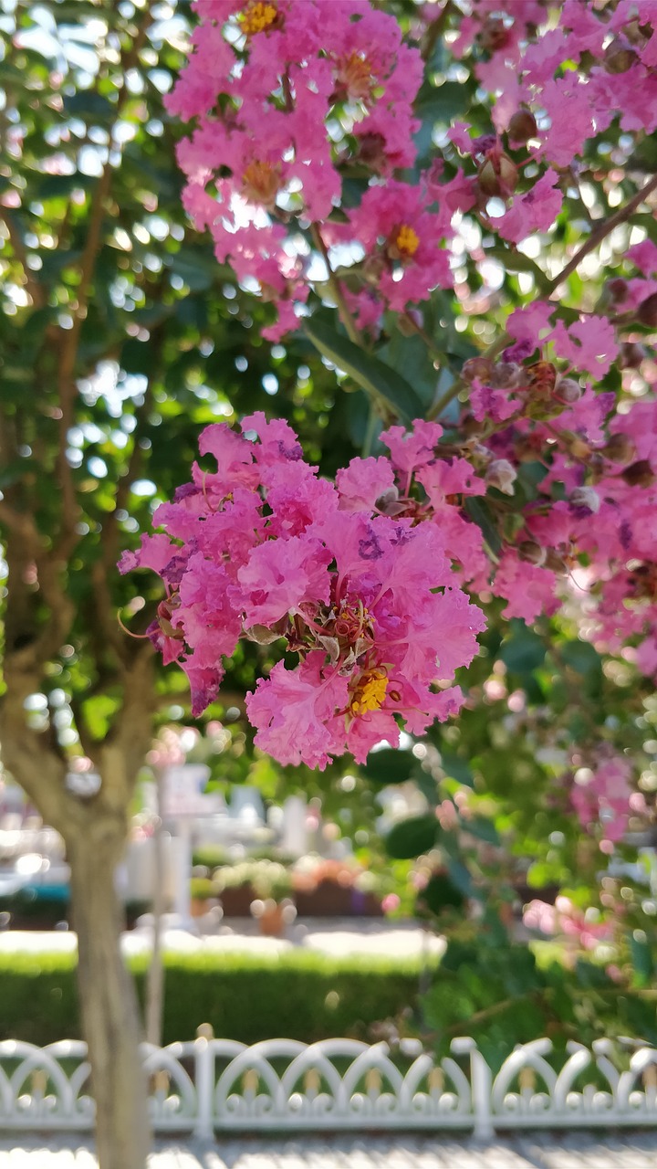 flowers tree beauty free photo