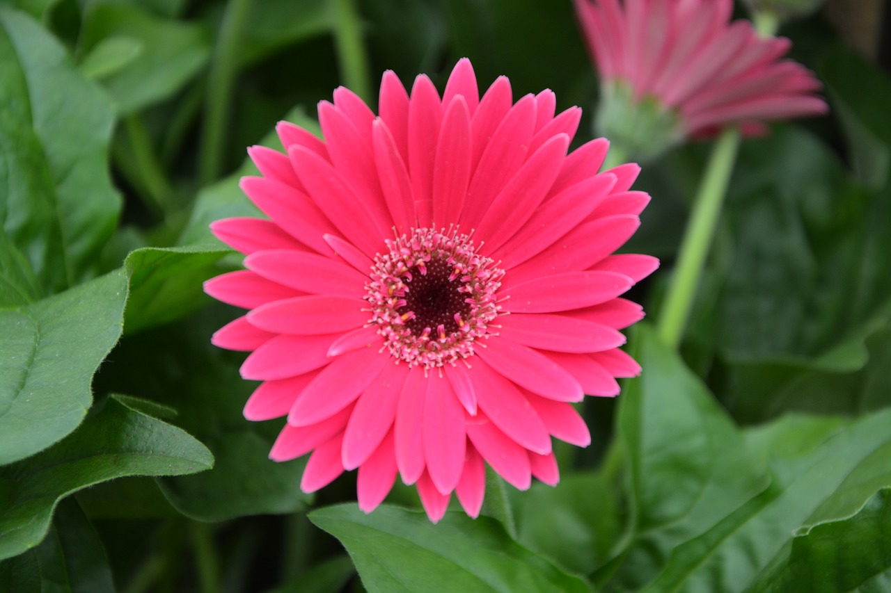 flowers bright pink nature free photo