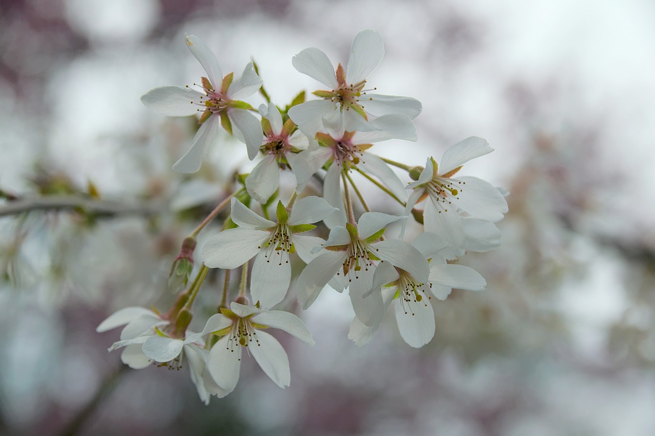 flowers white spring free photo