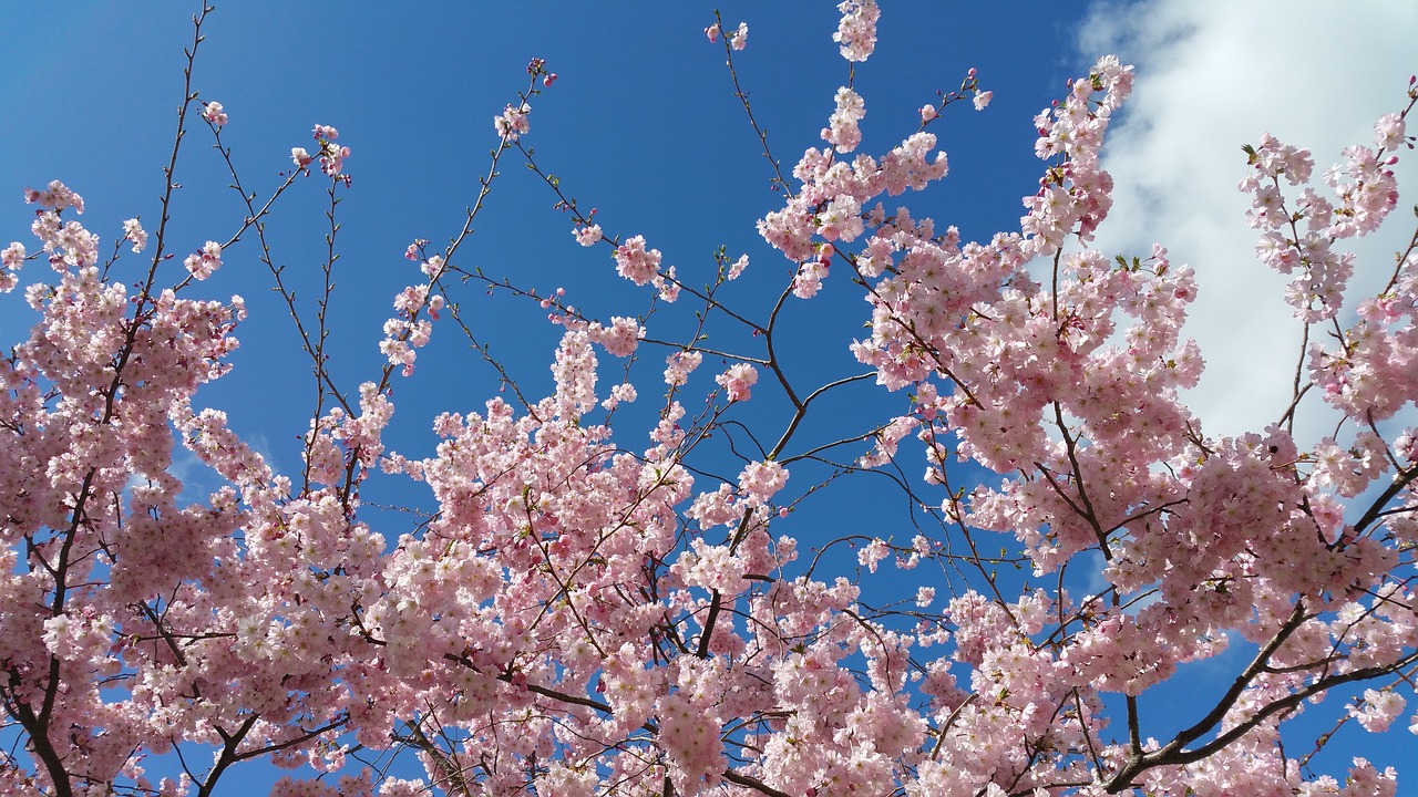 flowers sky nature free photo