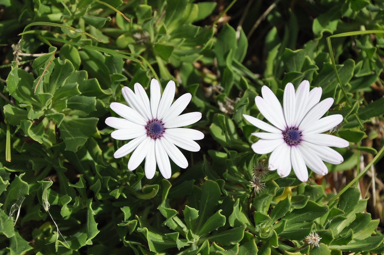 flowers garden meadow free photo