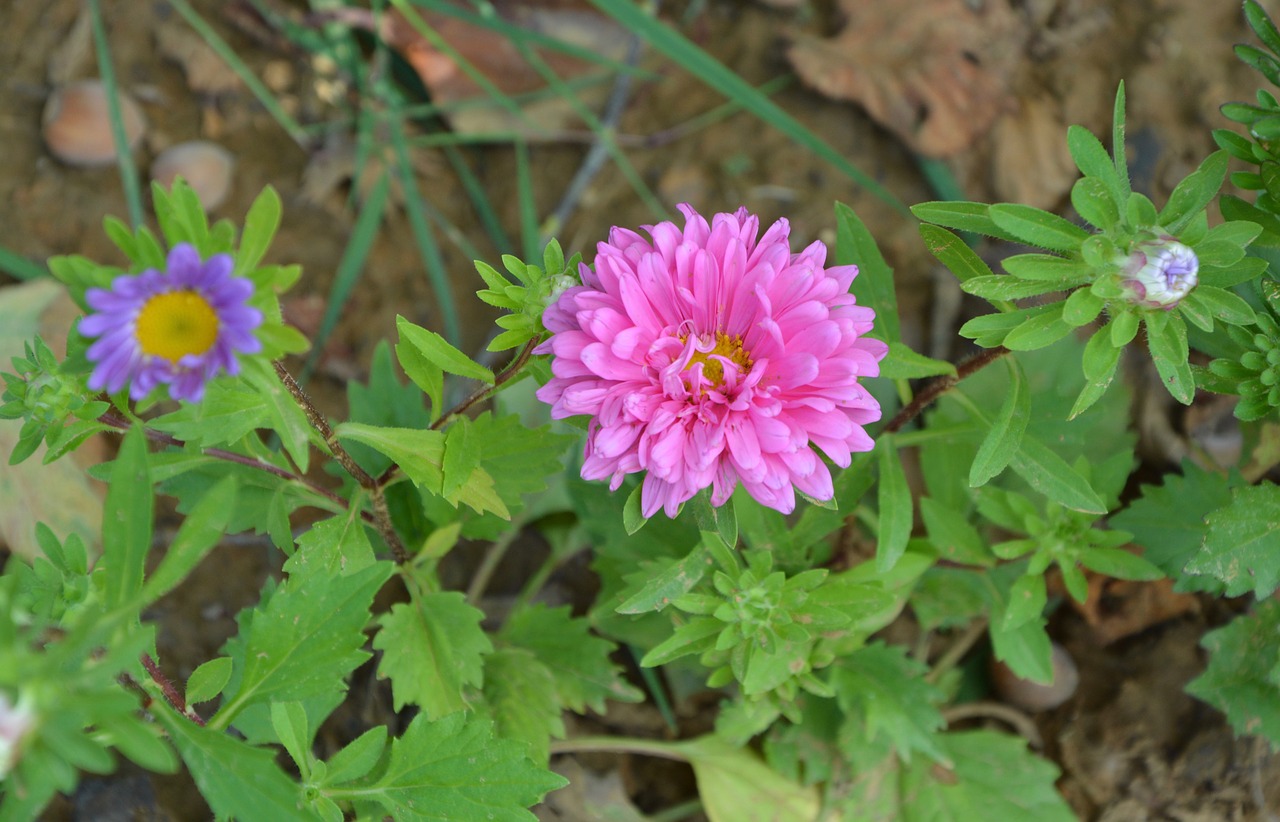 flowers aster color pink free photo